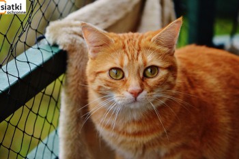 Siatki Nowogard - Zabezpieczenie dla kotów – siatka dla terenów Nowogardu