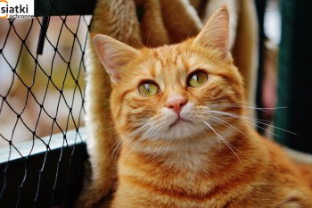 Siatki Nowogard - Tania siatka dla kota na balkon dla terenów Nowogardu